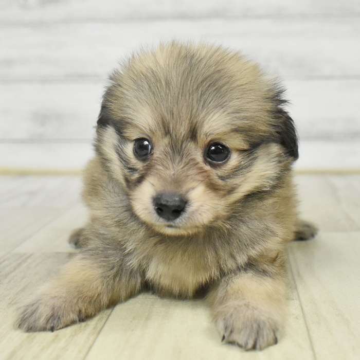 静岡県のポメックス(ポメラニアン×ダックス) (犬の家＆猫の里マークイズ静岡店/2025年9月8日生まれ/男の子/シェーデットイエロー)の子犬