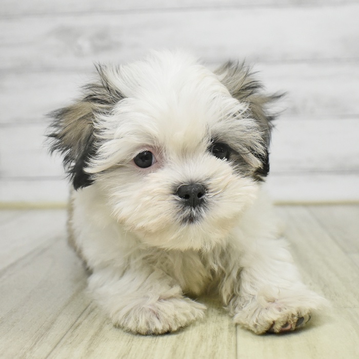 静岡県のマルズー/マルシーズ(マルチーズ×シーズー) (犬の家＆猫の里プレ葉ウォーク浜北店/2025年9月7日生まれ/男の子/ホワイトブラウン)の子犬の4枚目の画像