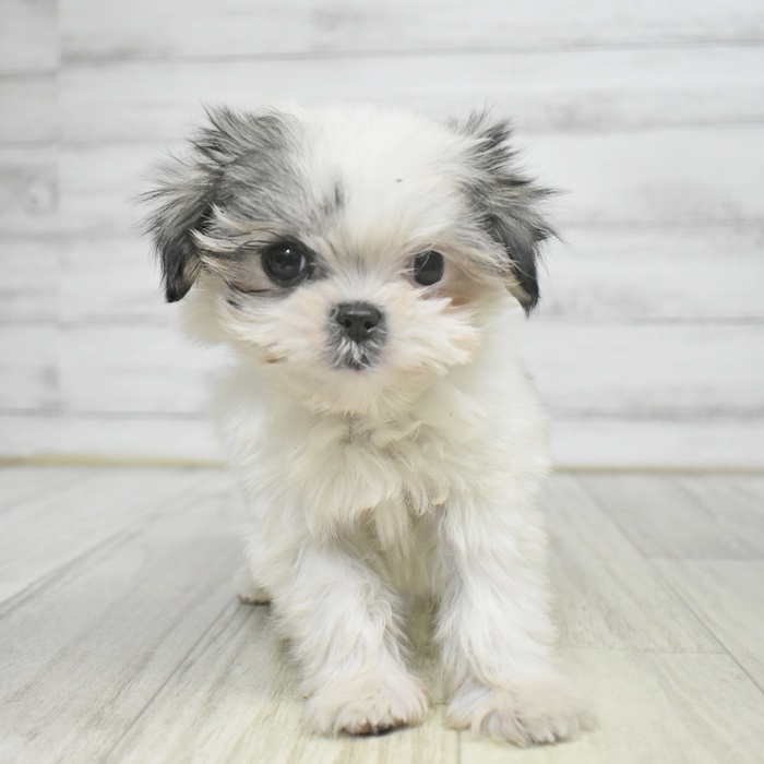 福井県のマルズー/マルシーズ(マルチーズ×シーズー) (犬の家＆猫の里福井店/2025年9月7日生まれ/女の子/ホワイトブラウン)の子犬の2枚目の画像