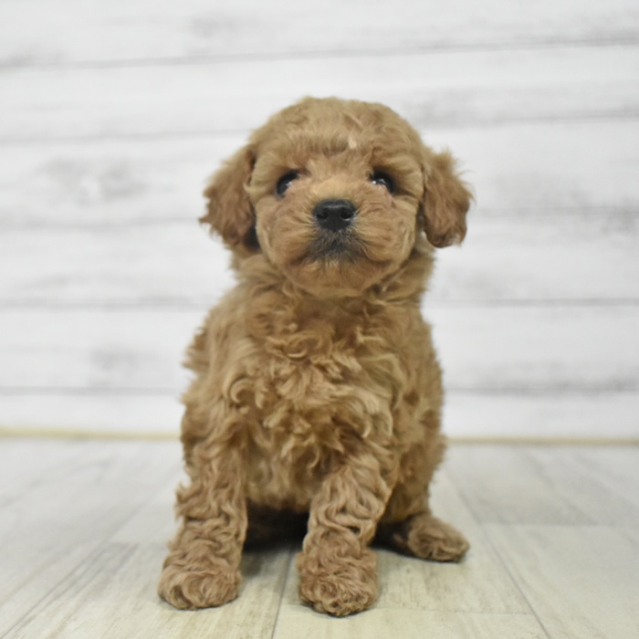 福井県のトイプードル(タイニー) (犬の家＆猫の里アミーゴ福井店/2025年9月5日生まれ/女の子/アプリコット)の子犬