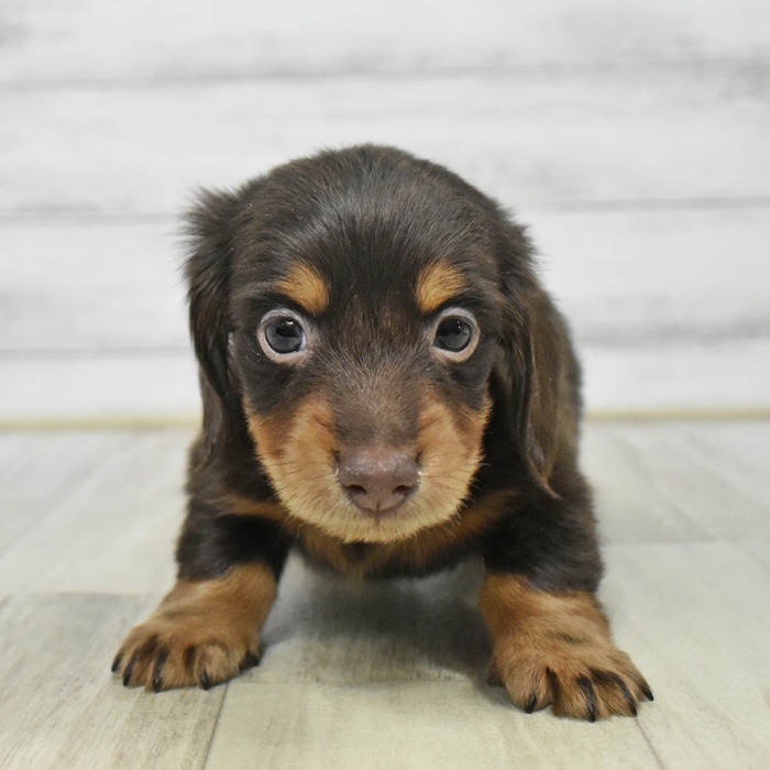 千葉県のミニチュアダックスフンド(ロング) (犬の家＆猫の里ワンズモール稲毛店/2025年9月8日生まれ/男の子/チョコレートタン)の子犬