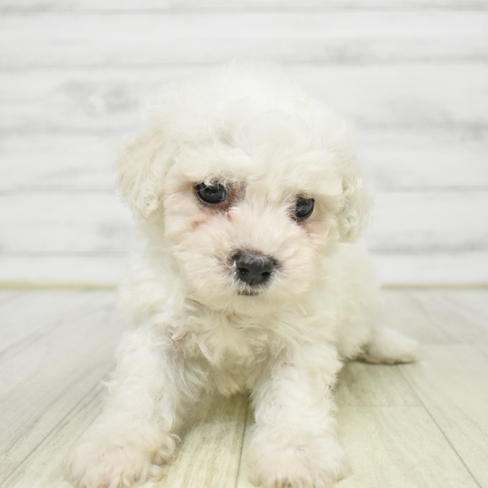 神奈川県のビションフリーゼ (犬の家＆猫の里モザイクモール港北店/2025年9月6日生まれ/男の子/ホワイト)の子犬