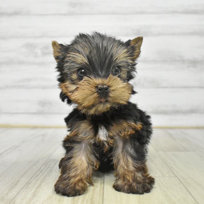 愛知県のヨークシャーテリア (犬の家＆猫の里豊川インター店/2025年9月7日生まれ/男の子/スチールブルータン)の子犬