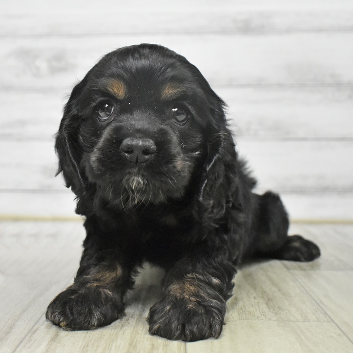 千葉県のアメリカンコッカースパニエル (犬の家＆猫の里BIGHOPガーデンモール印西店/2025年9月7日生まれ/女の子/ブラックタン)の子犬の2枚目の画像
