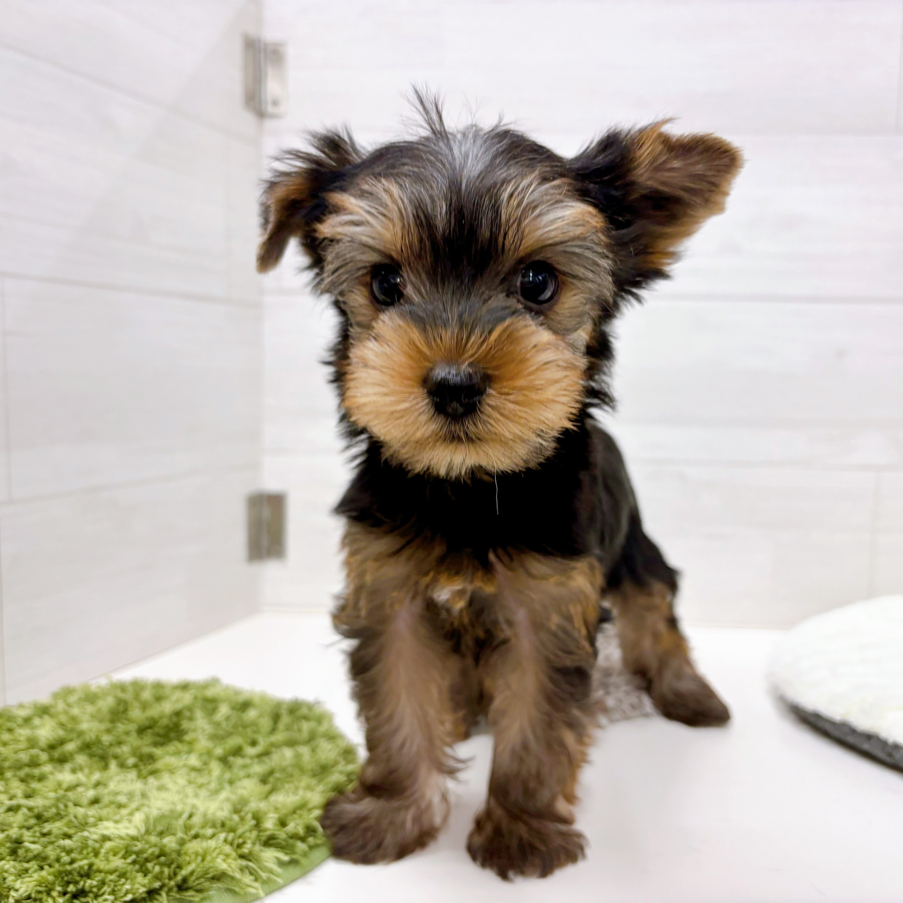 石川県のヨークシャーテリア (犬の家＆猫の里アミーゴ金沢おこばた店/2025年9月7日生まれ/男の子/スチールブルータン)の子犬の1枚目の画像