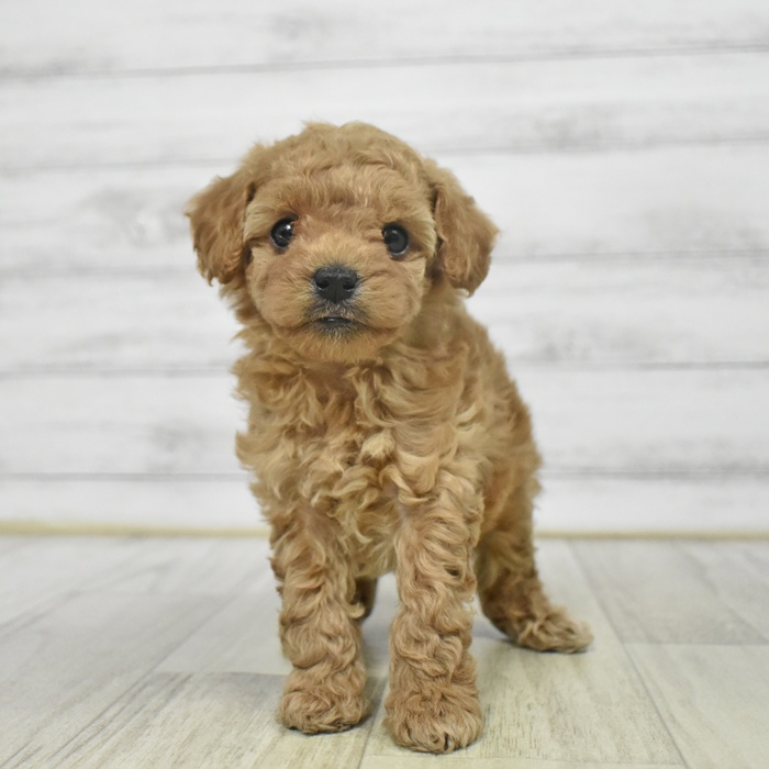 静岡県のトイプードル(タイニー) (犬の家＆猫の里マークイズ静岡店/2025年9月5日生まれ/男の子/アプリコット)の子犬