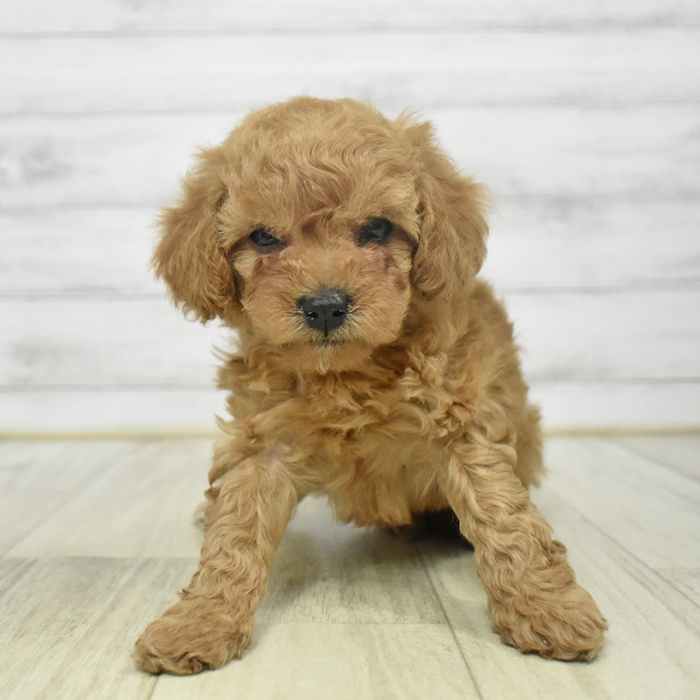 静岡県のトイプードル(トイ) (犬の家＆猫の里プレ葉ウォーク浜北店/2025年9月5日生まれ/男の子/アプリコット)の子犬の2枚目の画像