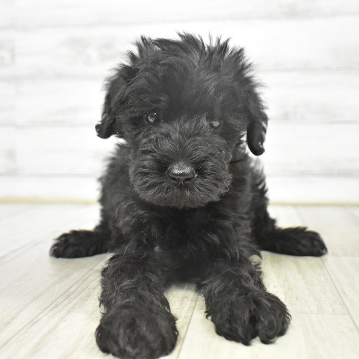 福岡県のシュナプー(シュナウザー×プードル) (犬の家＆猫の里トリアス久山店/2025年9月5日生まれ/男の子/ブラック)の子犬