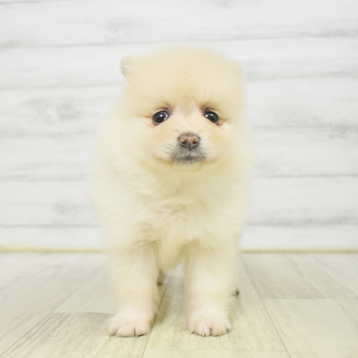 福井県のポメラニアン (犬の家＆猫の里福井店/2025年9月9日生まれ/女の子/ホワイト)の子犬