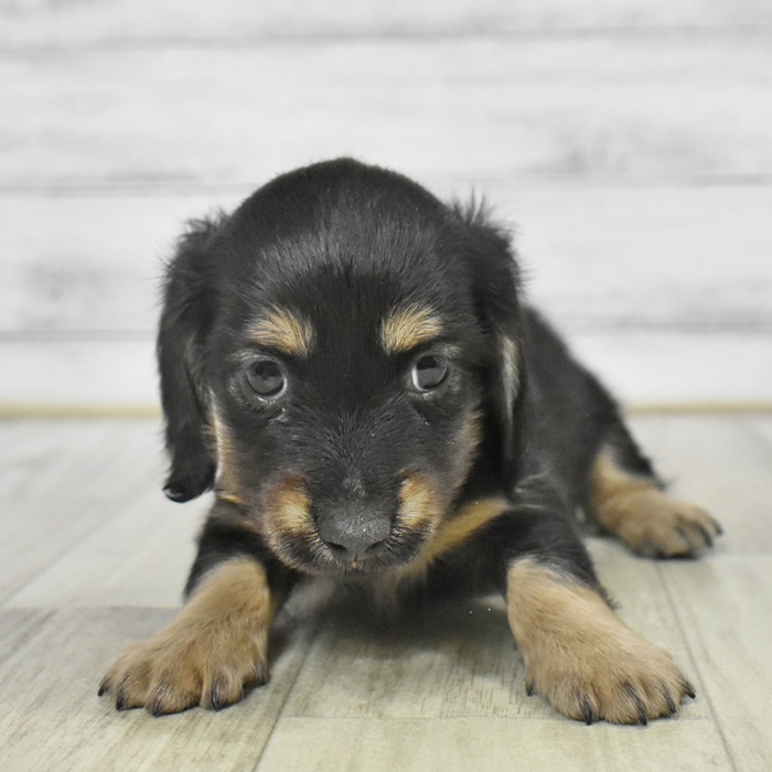 長野県のミニチュアダックスフンド(ロング) (犬の家＆猫の里長野店/2025年9月8日生まれ/女の子/ブラックタン)の子犬