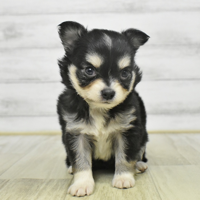 静岡県のチワワ(ロング) (犬の家＆猫の里マークイズ静岡店/2025年9月8日生まれ/女の子/ブラックタンホワイト)の子犬の2枚目の画像