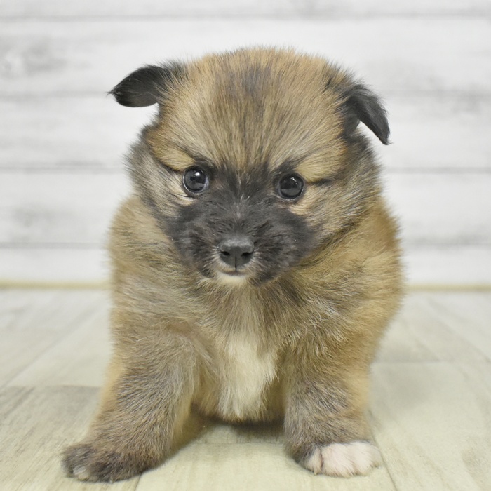 静岡県のポメチワ/チワポメ/ポメチー(ポメラニアン×チワワ) (犬の家＆猫の里藤枝店/2025年9月6日生まれ/男の子/オレンジ)の子犬の2枚目の画像