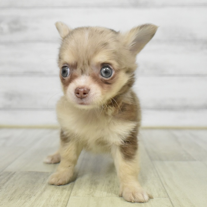 愛知県のチワワ(ロング) (犬の家＆猫の里岡崎店/2025年9月7日生まれ/女の子/チョコレートマール&ホワイト)の子犬の3枚目の画像