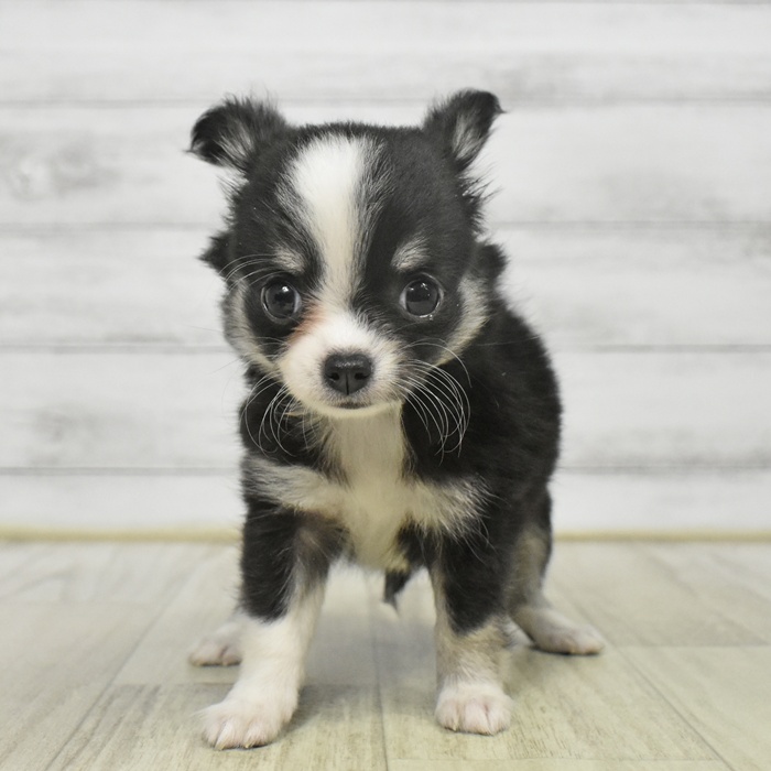 愛知県のチワワ(ロング) (犬の家＆猫の里豊川インター店/2025年9月7日生まれ/女の子/ブラックタンホワイト)の子犬