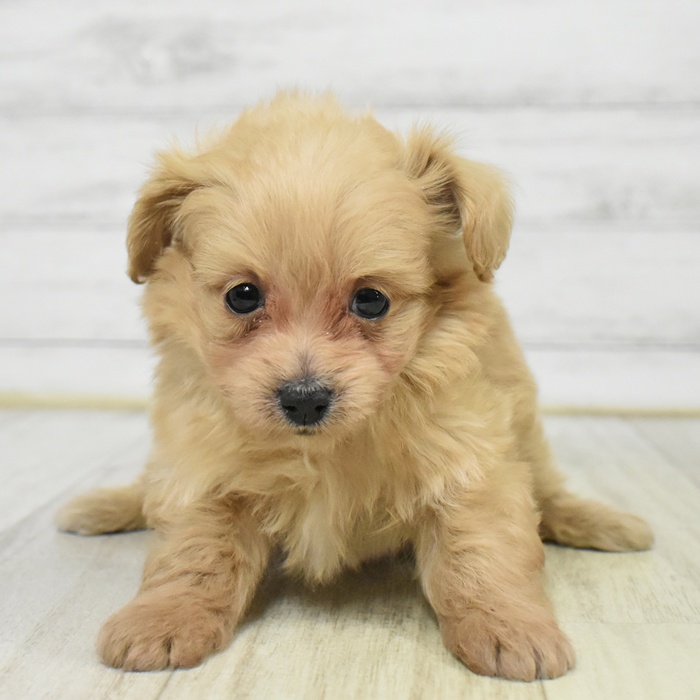 静岡県のチワプー/プーチー(チワワ×プードル) (犬の家＆猫の里マークイズ静岡店/2025年9月8日生まれ/男の子/アプリコット)の子犬の2枚目の画像