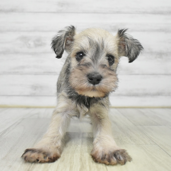 長野県のミニチュアシュナウザー (犬の家＆猫の里カインズ梓川店/2025年9月7日生まれ/女の子/ウィートンペッパー)の子犬