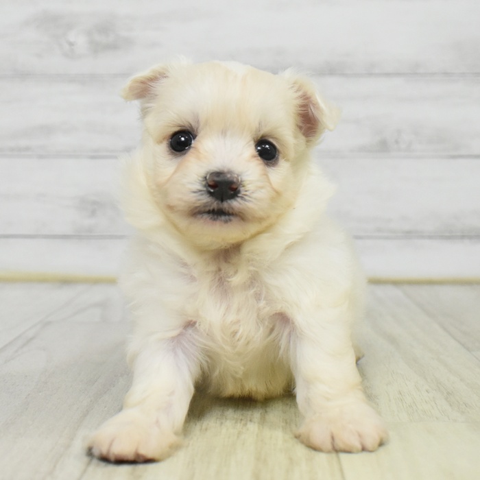 愛知県のハーフ犬・ミックス犬 (犬の家＆猫の里豊川インター店/2025年9月7日生まれ/男の子/ホワイト)の子犬の2枚目の画像