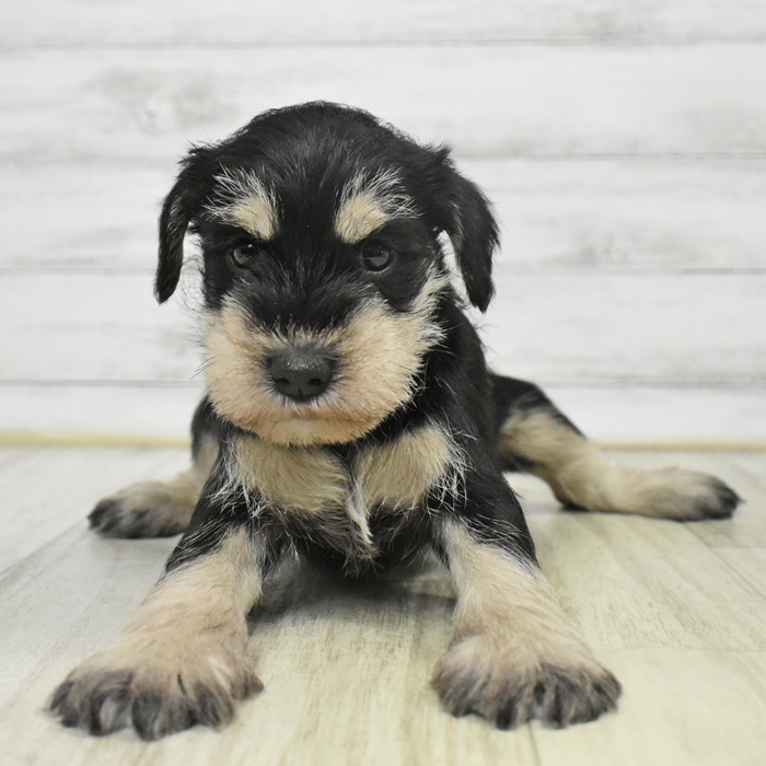 長野県のミニチュアシュナウザー (犬の家＆猫の里塩尻店/2025年9月9日生まれ/女の子/ブラックシルバー)の子犬