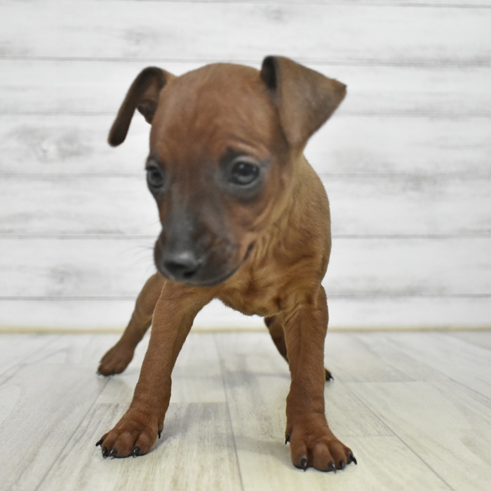 愛知県のミニチュアピンシャー (犬の家＆猫の里岡崎店/2025年9月8日生まれ/女の子/レッド)の子犬