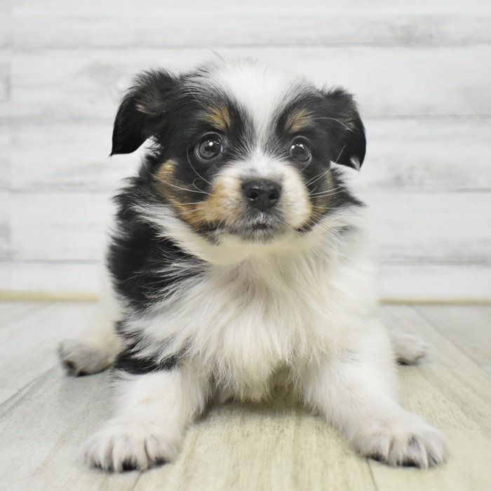 千葉県のパピヨン (犬の家＆猫の里BIGHOPガーデンモール印西店/2025年9月5日生まれ/男の子/トライカラー)の子犬の3枚目の画像