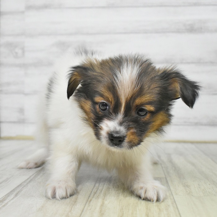 長野県のパピヨン (犬の家＆猫の里長野店/2025年9月5日生まれ/男の子/ホワイトブラウン)の子犬の2枚目の画像