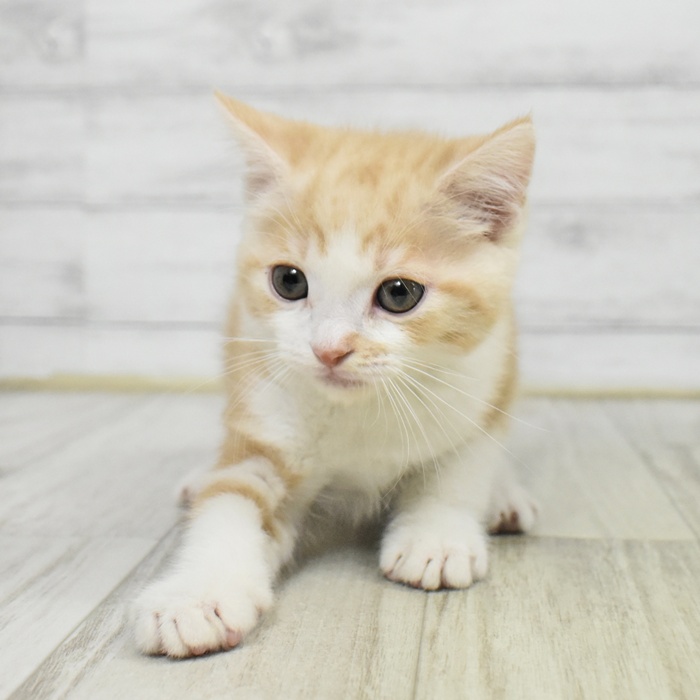 千葉県のマンチカン (犬の家＆猫の里BIGHOPガーデンモール印西店/2025年9月8日生まれ/男の子/レッドタビーホワイト)の子猫の4枚目の画像