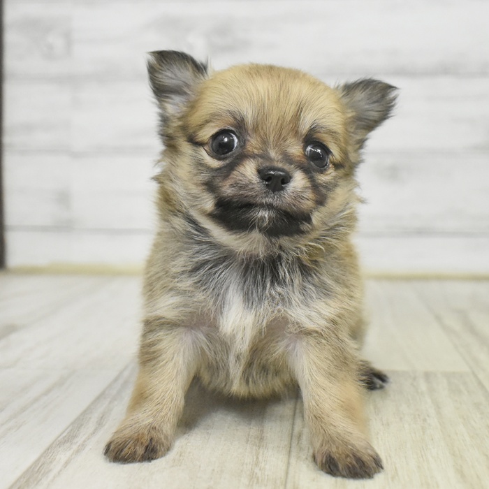 福岡県のチワワ(ロング) (犬の家＆猫の里シュロアモール筑紫野店/2025年9月9日生まれ/女の子/レッド)の子犬