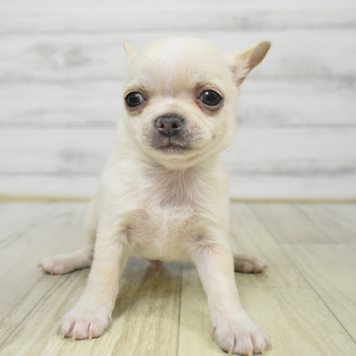愛知県のチワワ(スムース) (犬の家＆猫の里岡崎店/2025年9月9日生まれ/男の子/クリーム)の子犬