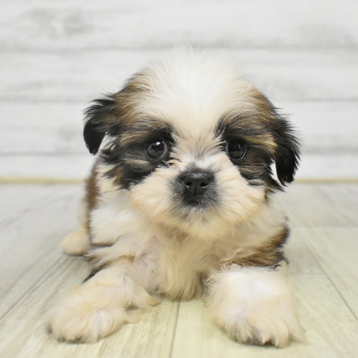 長野県のシーズー (犬の家＆猫の里カインズ梓川店/2025年9月7日生まれ/男の子/ゴールドホワイト)の子犬