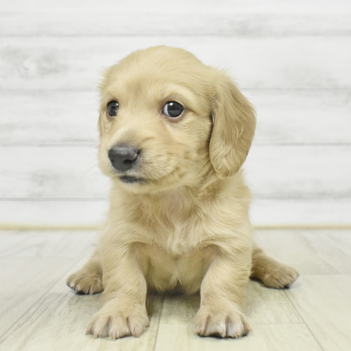 福岡県のミニチュアダックスフンド(ロング) (犬の家＆猫の里トリアス久山店/2025年9月8日生まれ/男の子/イエロー)の子犬