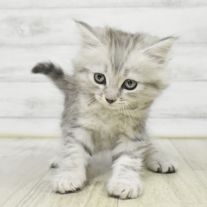 静岡県のサイベリアン (犬の家＆猫の里マークイズ静岡店/2025年9月8日生まれ/男の子/シルバータビー)の子猫の2枚目の画像