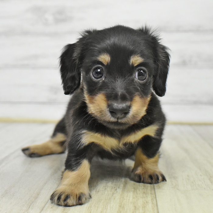 静岡県のミニチュアダックスフンド(ロング) (犬の家＆猫の里プレ葉ウォーク浜北店/2025年9月8日生まれ/女の子/ブラックイエロー)の子犬