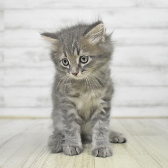 東京都のサイベリアン (犬の家＆猫の里新宿店/2025年9月8日生まれ/男の子/ブルータビー)の子猫の4枚目の画像