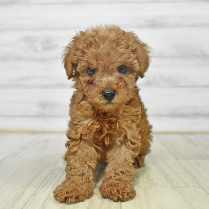 愛知県のトイプードル(トイ) (犬の家＆猫の里豊川インター店/2025年9月8日生まれ/男の子/レッド)の子犬の2枚目の画像