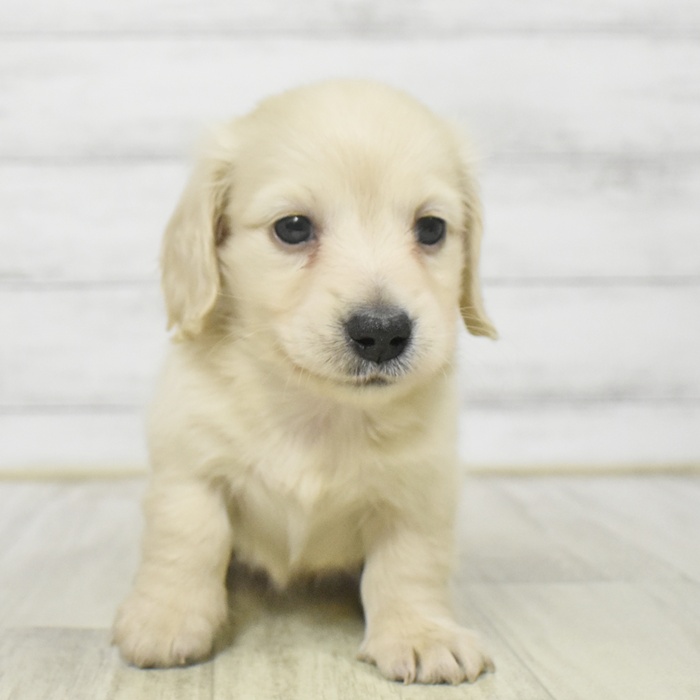 長野県のミニチュアダックスフンド(ロング) (犬の家＆猫の里塩尻店/2025年9月7日生まれ/女の子/イエロー)の子犬