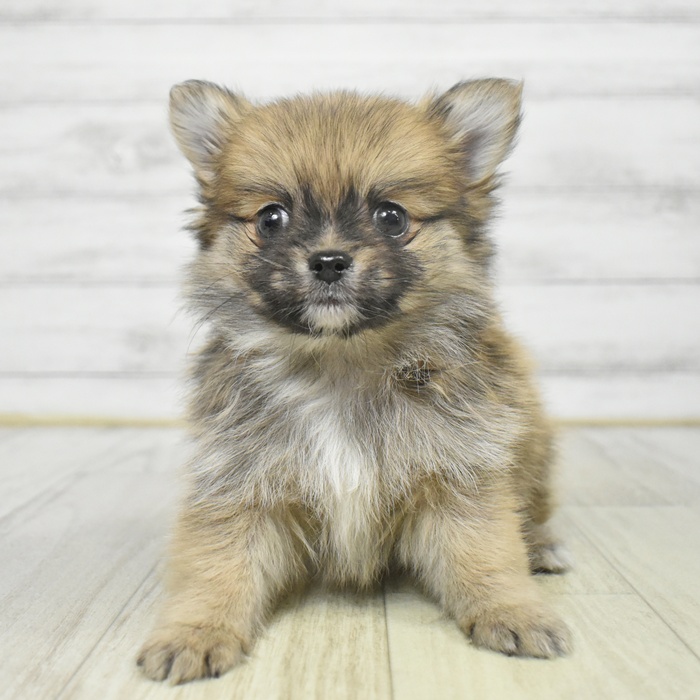 神奈川県のポメチワ/チワポメ/ポメチー(ポメラニアン×チワワ) (犬の家＆猫の里モザイクモール港北店/2025年9月8日生まれ/男の子/オレンジ)の子犬の2枚目の画像