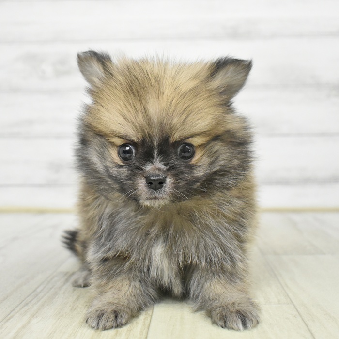 愛知県のポメチワ/チワポメ/ポメチー(ポメラニアン×チワワ) (犬の家＆猫の里春日井本店/2025年9月8日生まれ/男の子/オレンジ)の子犬の2枚目の画像