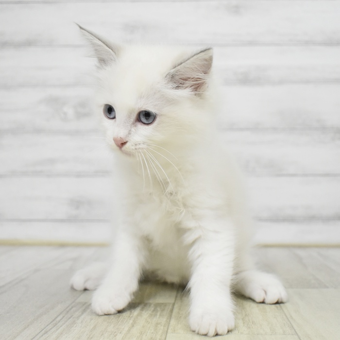 静岡県のラグドール (犬の家＆猫の里マークイズ静岡店/2025年9月1日生まれ/女の子/ブルーポイントバイカラー)の子猫の3枚目の画像