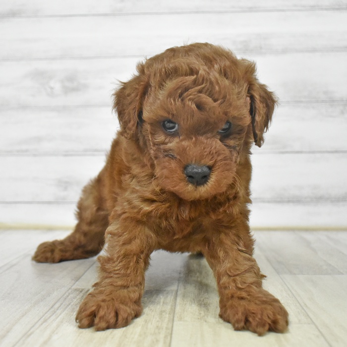 福岡県のトイプードル(トイ) (犬の家＆猫の里トリアス久山店/2025年9月9日生まれ/男の子/レッド)の子犬