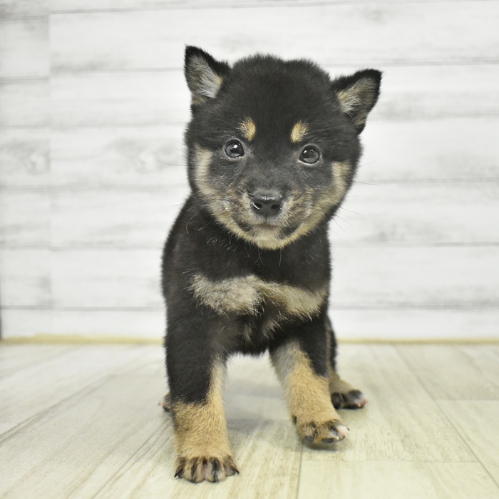 長野県の豆柴 (犬の家＆猫の里カインズ梓川店/2025年9月7日生まれ/女の子/黒)の子犬の4枚目の画像