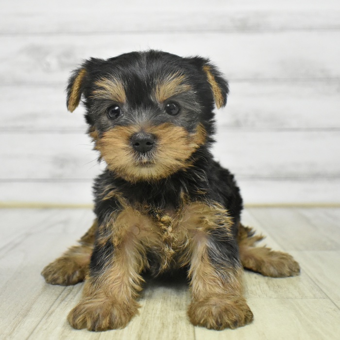 福井県のヨークシャーテリア (犬の家＆猫の里アミーゴ福井店/2025年9月8日生まれ/女の子/スチールブルータン)の子犬