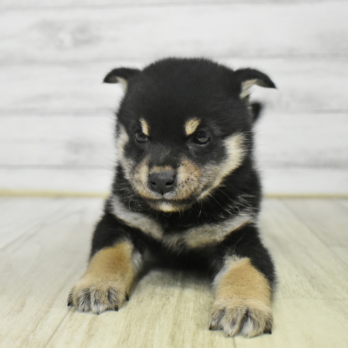 長野県の柴犬(標準サイズ) (犬の家＆猫の里長野店/2025年9月8日生まれ/女の子/黒)の子犬