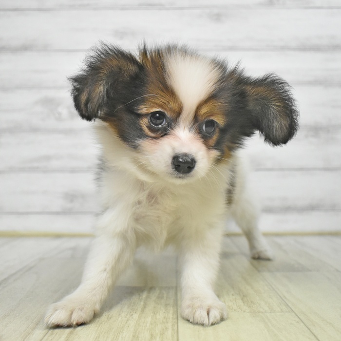 福岡県のパピヨン (犬の家＆猫の里シュロアモール筑紫野店/2025年9月8日生まれ/女の子/ホワイトブラウン)の子犬