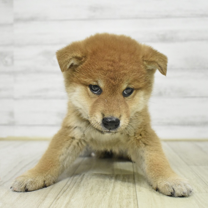 静岡県の柴犬(標準サイズ) (犬の家＆猫の里マークイズ静岡店/2025年9月7日生まれ/女の子/赤)の子犬