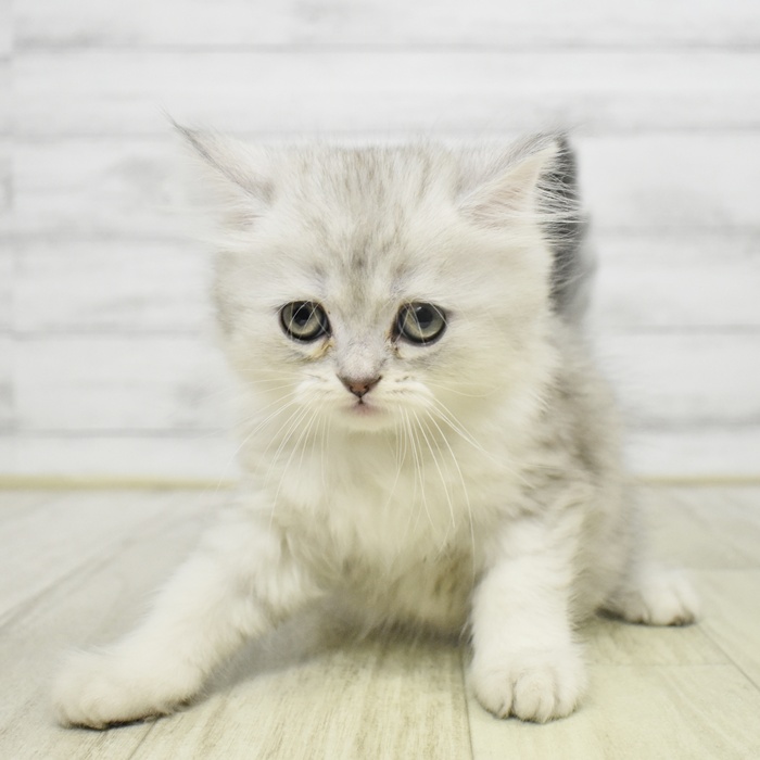 静岡県のミヌエット (犬の家＆猫の里プレ葉ウォーク浜北店/2025年9月8日生まれ/男の子/シェーデットシルバー)の子猫の4枚目の画像