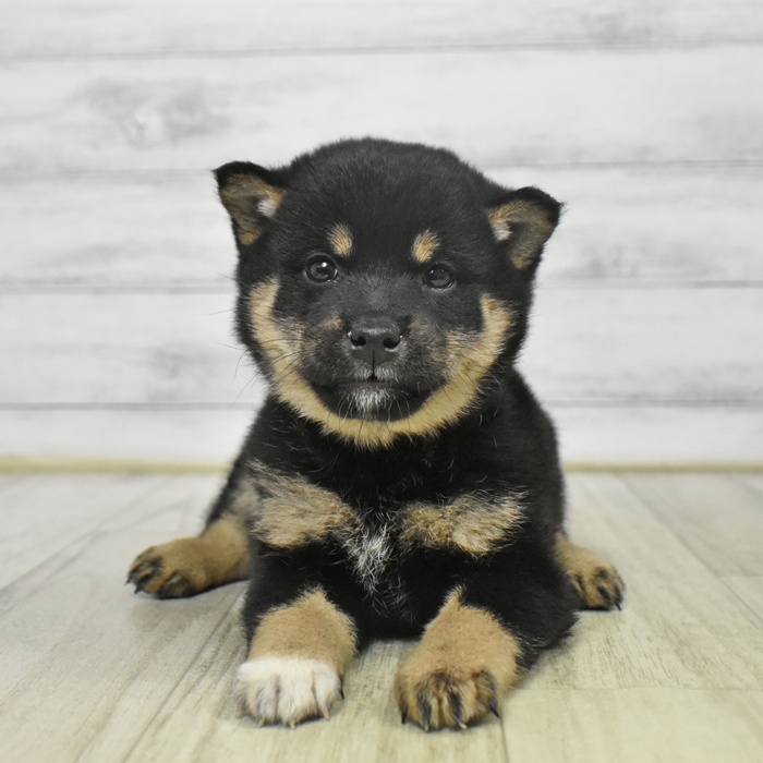 福岡県の柴犬(標準サイズ) (犬の家＆猫の里トリアス久山店/2025年9月8日生まれ/女の子/黒)の子犬