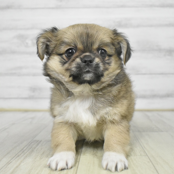 静岡県のチワペキ/ペキチー/ペキチワ(チワワ×ペキニーズ) (犬の家＆猫の里マークイズ静岡店/2025年9月7日生まれ/男の子/フォーン)の子犬の2枚目の画像