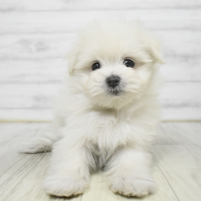 福岡県のポメマル/マルポメ(ポメラニアン×マルチーズ) (犬の家＆猫の里トリアス久山店/2025年9月6日生まれ/女の子/ホワイト)の子犬