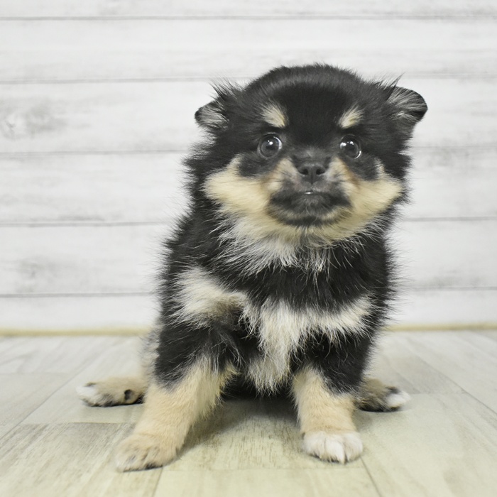 福井県のポメラニアン (犬の家＆猫の里アミーゴ福井店/2025年9月8日生まれ/男の子/ブラックタン)の子犬