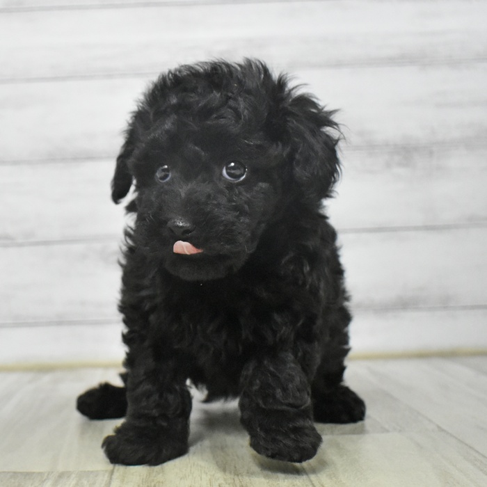 福岡県のトイプードル(トイ) (犬の家＆猫の里トリアス久山店/2025年9月9日生まれ/男の子/ブラック)の子犬